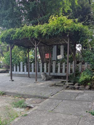 藤棚下のカエル1