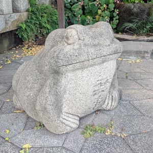 藤棚下のカエル2