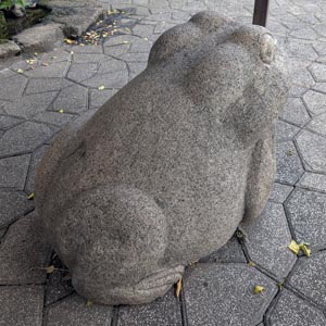 藤棚下のカエル3