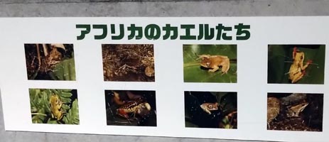 アフリカのカエル