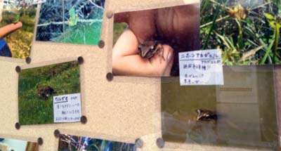 千枚田の生き物紹介
