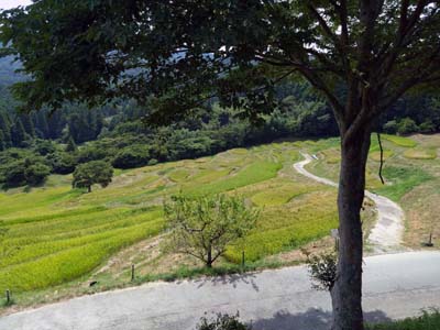 大山千枚田